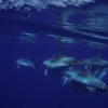 Delfines sub